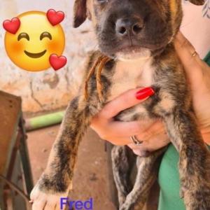 Imagem da notícia PETS IRRESISTÍVEIS PARA ADOÇÃO RESPONSÁVEL