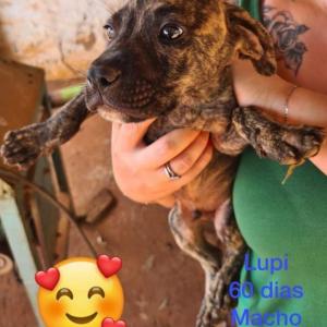 Imagem da notícia PETS IRRESISTÍVEIS PARA ADOÇÃO RESPONSÁVEL