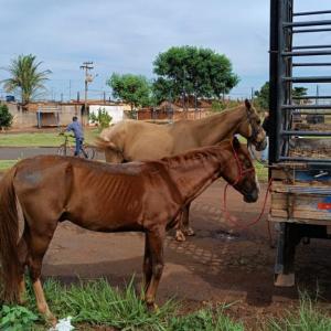 Imagem da notícia ANIMAIS EM SITUAÇÃO DE RISCO SÃO APREENDIDOS