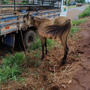 Imagem da notícia ANIMAIS EM SITUAÇÃO DE RISCO SÃO APREENDIDOS