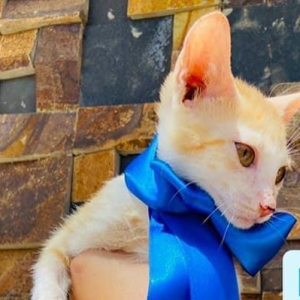 Imagem da notícia GATOS SUPER FOFOS PARA ADOÇÃO RESPONSÁVEL