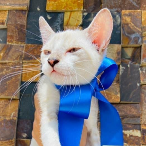 Imagem da notícia GATOS SUPER FOFOS PARA ADOÇÃO RESPONSÁVEL