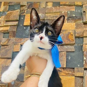 Imagem da notícia GATOS SUPER FOFOS PARA ADOÇÃO RESPONSÁVEL