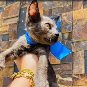 Imagem da notícia GATOS SUPER FOFOS PARA ADOÇÃO RESPONSÁVEL