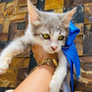 Imagem da notícia GATOS SUPER FOFOS PARA ADOÇÃO RESPONSÁVEL