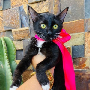Imagem da notícia GATOS SUPER FOFOS PARA ADOÇÃO RESPONSÁVEL