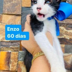 Imagem da notícia GATINHOS PARA ADOÇÃO RESPONSÁVEL