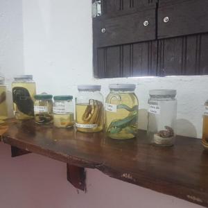 Imagem da notícia ESPÉCIMES SÃO TRANSFERIDOS PARA GALERIA ECOLÓGICA YA-HU