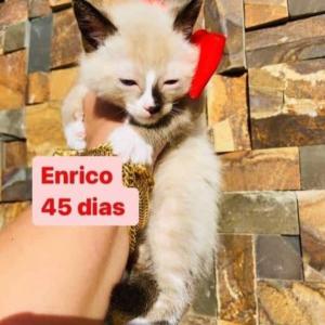 Imagem da notícia GATINHOS DISPONÍVEIS PARA ADOÇÃO RESPONSÁVEL
