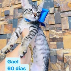 Imagem da notícia GATINHOS DISPONÍVEIS PARA ADOÇÃO RESPONSÁVEL