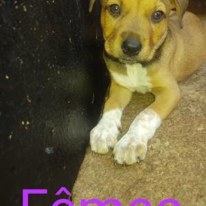 Imagem da notícia FILHOTES DE CÃES PARA ADOÇÃO