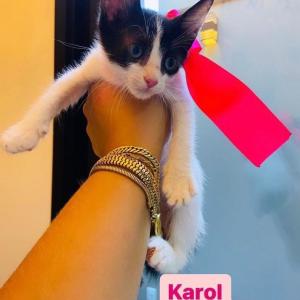 Imagem da notícia GATINHAS PARA ADOÇÃO RESPONSÁVEL