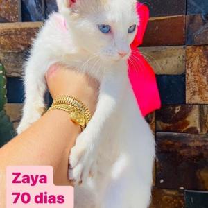 Imagem da notícia GATINHAS PARA ADOÇÃO RESPONSÁVEL
