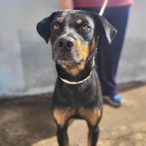 Imagem da notícia CÃES DISPONÍVEIS À ADOÇÃO RESPONSÁVEL