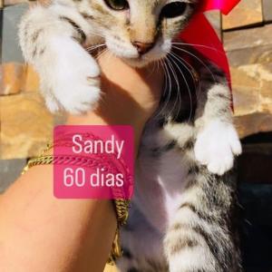 Imagem da notícia GATINHOS PARA ADOÇÃO RESPONSÁVEL
