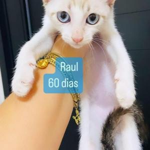 Imagem da notícia GATINHOS PARA ADOÇÃO RESPONSÁVEL