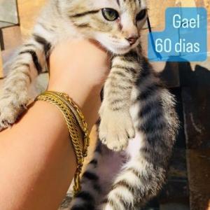 Imagem da notícia GATINHOS PARA ADOÇÃO RESPONSÁVEL