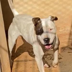 Imagem da notícia ADOÇÃO: FOFURA EM QUATRO PATAS