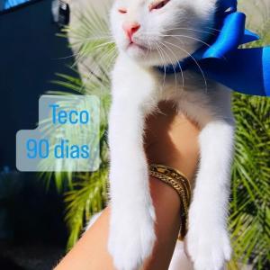 Imagem da notícia ADOÇÃO: FOFURA EM QUATRO PATAS