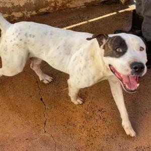 Imagem da notícia ADOÇÃO: FOFURA EM QUATRO PATAS