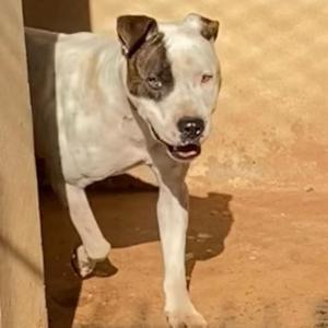 Imagem da notícia ADOÇÃO: FOFURA EM QUATRO PATAS