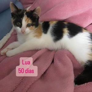 Imagem da notícia ADOÇÃO: FOFURA EM QUATRO PATAS