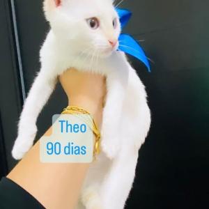 Imagem da notícia ADOÇÃO: FOFURA EM QUATRO PATAS