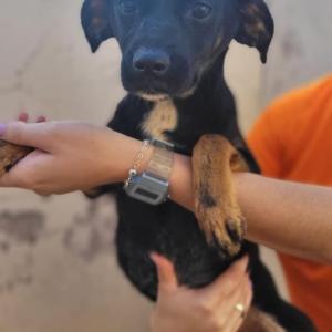 Imagem da notícia ANIMAIS RESGATADOS GANHAM MAIS UMA CHANCE