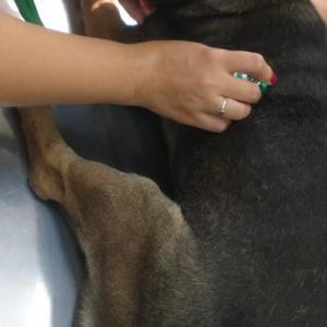 Imagem da notícia ANIMAIS RESGATADOS GANHAM MAIS UMA CHANCE