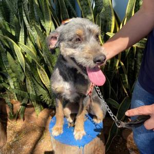 Imagem da notícia GÊMEAS PARA ADOÇÃO RESPONSÁVEL