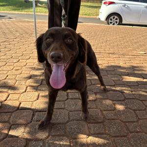 Imagem da notícia NOVE CÃES ENCONTRAM TUTOR AMIGO DURANTE FEIRA DE ADOÇÃO