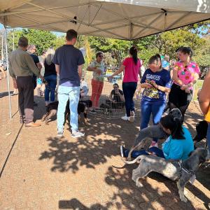 Imagem da notícia NOVE CÃES ENCONTRAM TUTOR AMIGO DURANTE FEIRA DE ADOÇÃO