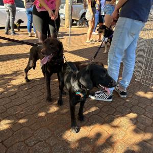 Imagem da notícia NOVE CÃES ENCONTRAM TUTOR AMIGO DURANTE FEIRA DE ADOÇÃO