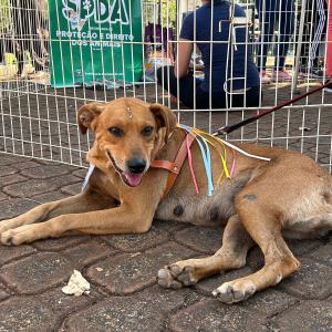 Imagem da notícia NOVE CÃES ENCONTRAM TUTOR AMIGO DURANTE FEIRA DE ADOÇÃO