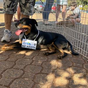 Imagem da notícia NOVE CÃES ENCONTRAM TUTOR AMIGO DURANTE FEIRA DE ADOÇÃO