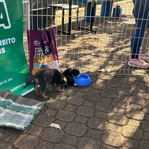 Imagem da notícia NOVE CÃES ENCONTRAM TUTOR AMIGO DURANTE FEIRA DE ADOÇÃO