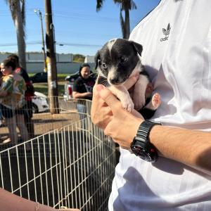 Imagem da notícia NOVE CÃES ENCONTRAM TUTOR AMIGO DURANTE FEIRA DE ADOÇÃO