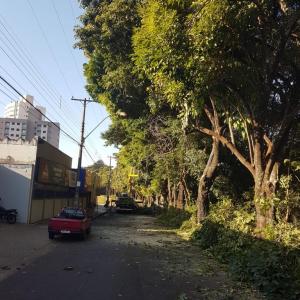 Imagem da notícia ÁRVORES PASSAM POR LEVANTAMENTO DE PODA