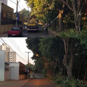 Imagem da notícia ÁRVORES PASSAM POR LEVANTAMENTO DE PODA