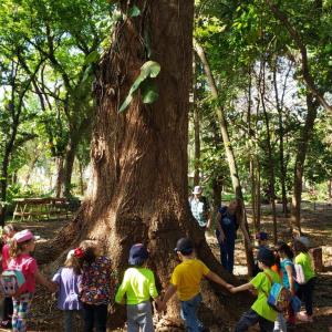 Imagem da notícia CRIANÇAS DA EDUCAÇÃO INFANTIL VISITAM HORTO MUNICIPAL