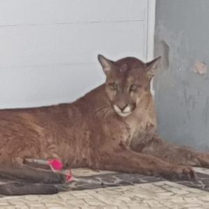 Imagem da notícia ONÇA PARDA FERIDA É RESGATADA EM CONDOMÍNIO