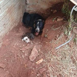 Imagem da notícia CACHORRA E TRÊS FILHOTES RECÉM-NASCIDOS SÃO RESGATADOS EM POTUNDUVA