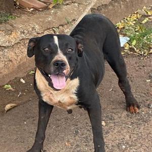 Imagem da notícia CACHORRA E TRÊS FILHOTES RECÉM-NASCIDOS SÃO RESGATADOS EM POTUNDUVA