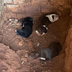 Imagem da notícia CACHORRA E TRÊS FILHOTES RECÉM-NASCIDOS SÃO RESGATADOS EM POTUNDUVA