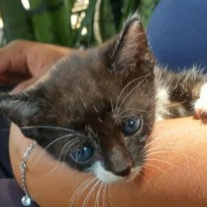 Imagem da notícia PETS À ESPERA DE UM LAR