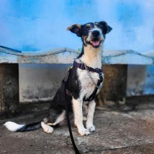 Imagem da notícia PETS À ESPERA DE UM LAR