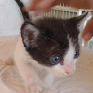 Imagem da notícia PETS À ESPERA DE UM LAR