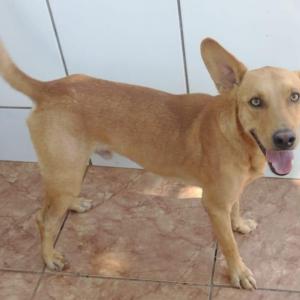 Imagem da notícia PETS À ESPERA DE UM LAR