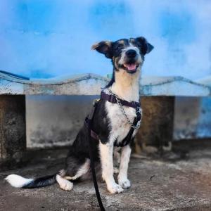 Imagem da notícia GATINHOS FILHOTES E CACHORRAS DISPONÍVEIS PARA ADOÇÃO RESPONSÁVEL