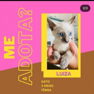 Imagem da notícia FILHOTES DE CÃES E GATOS DISPONÍVEIS PARA ADOÇÃO RESPONSÁVEL